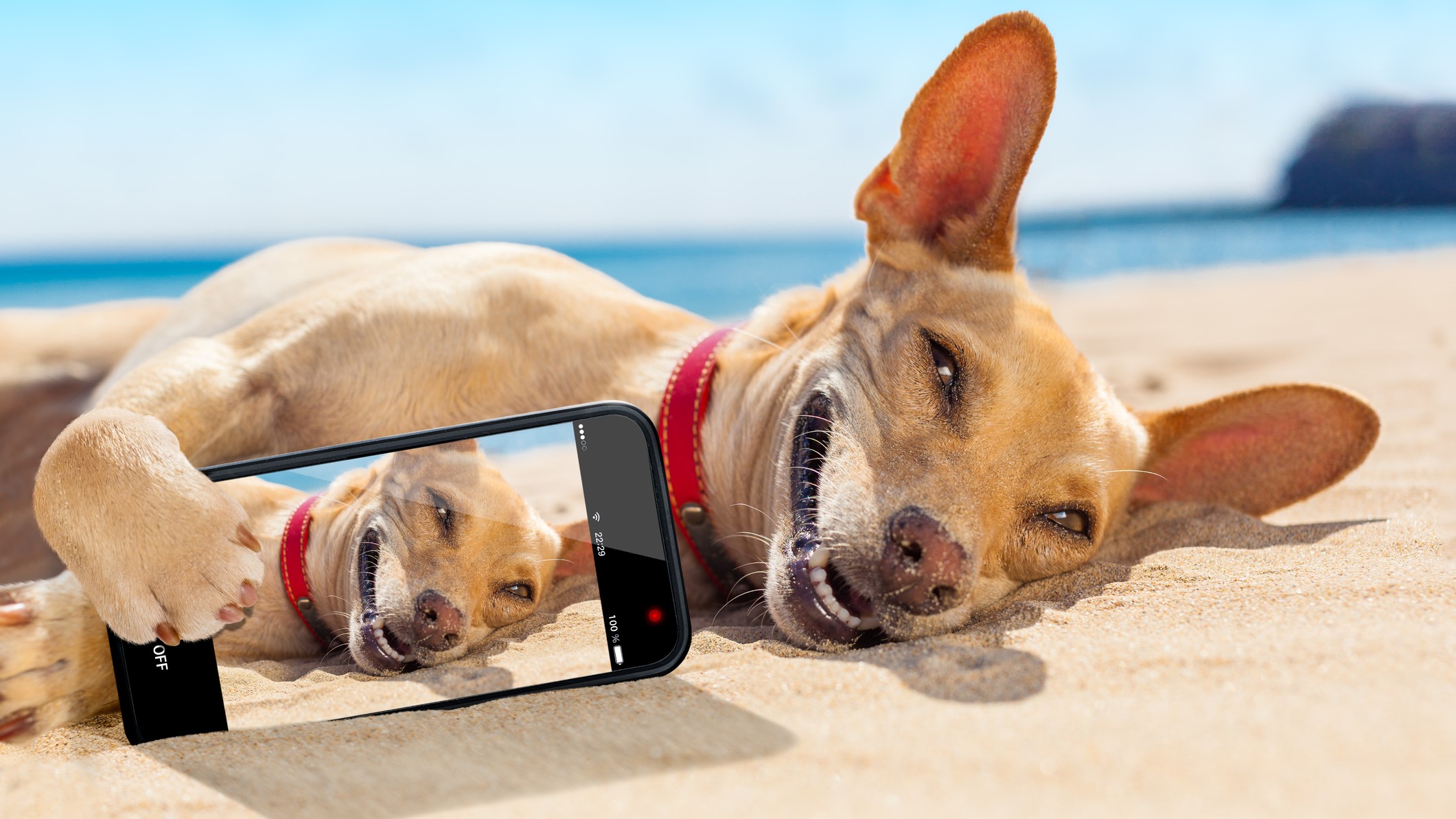 dog-selfie-funny-dreamstime-m-55079306-job-crusher