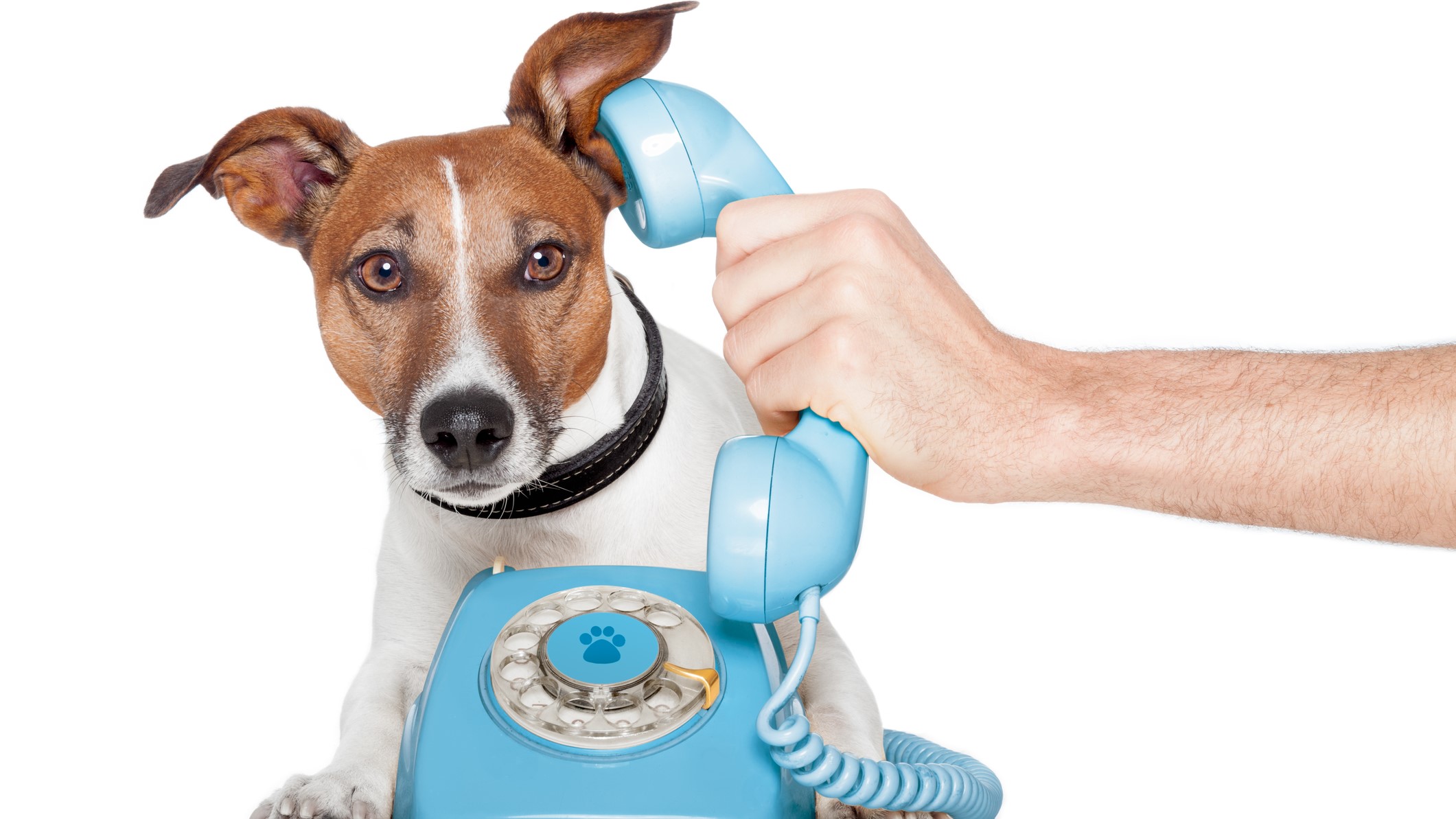 dog on phone dreamstime_m_24767268 Job Crusher